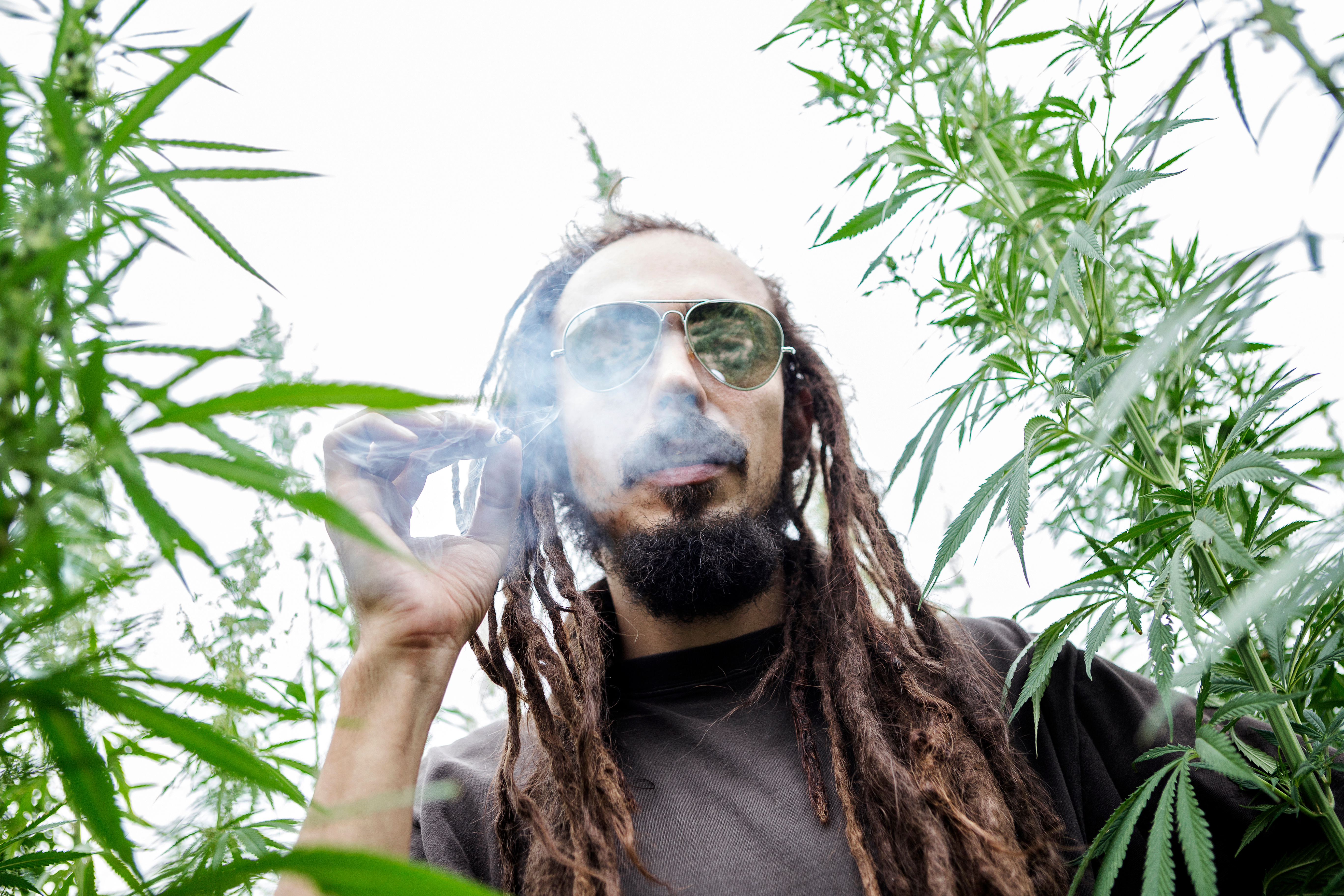 Rastafarian smoking marijuana joint in cannabis field